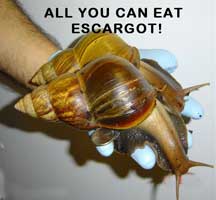 EAT-ESCARGOT