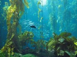 Kelp-Forest