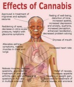 Marijuana-Effects