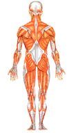 anatomy body