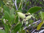 black-mangrove-seed00
