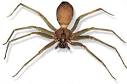 brown recluse spider5