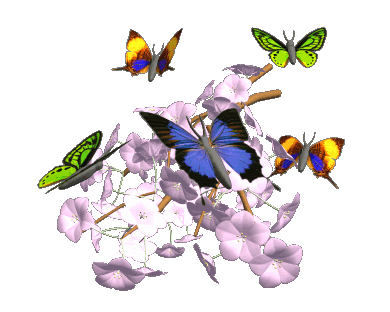 butterflies 312h