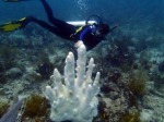 coral-bleaching21
