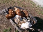 dead-chickens