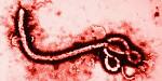 ebola cell