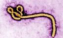 ebola virus4