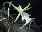 ghost orchid16