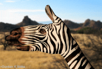 hand zebra