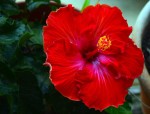 hibiscus-giant-red00