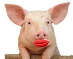 lipstick on pig