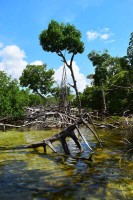 mangrove-swamp-content00