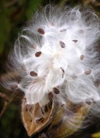 milkweed-seeds5