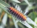 oleander caterpillar9