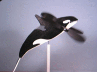 orca whale whirlygig