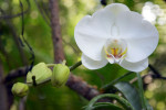orchid-white00