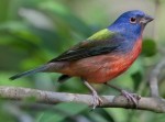 painted-bunting