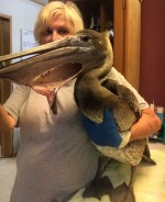 pelican-slashed