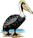 pelican8