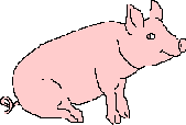 pig tail
