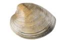 quahog clam