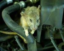rats_under_car_hood