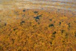 seaweed-sargasso41-00