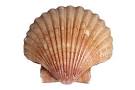 shell9