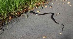 snake-bike-path-cudjoe00