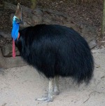 southern-cassowary