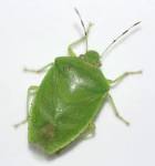 stink bug green