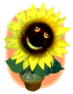 sunflower smile blink
