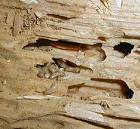 termite damage10