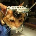 torture cat
