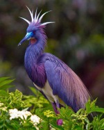 tri-colored-heron16