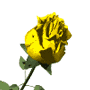 yellow rose bloom