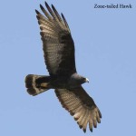 zone-tailed-hawk-2