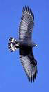 zone-tailed-hawk31